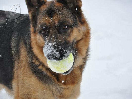 GERMAN SHEPHERD